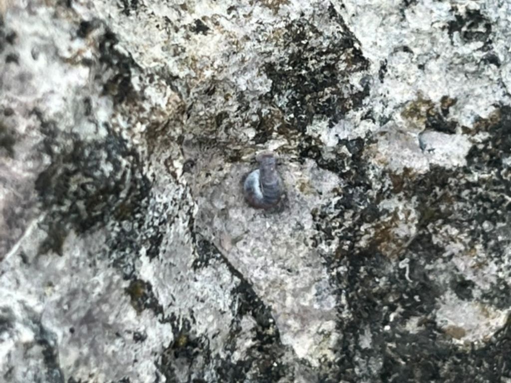 Masungi Microsnail