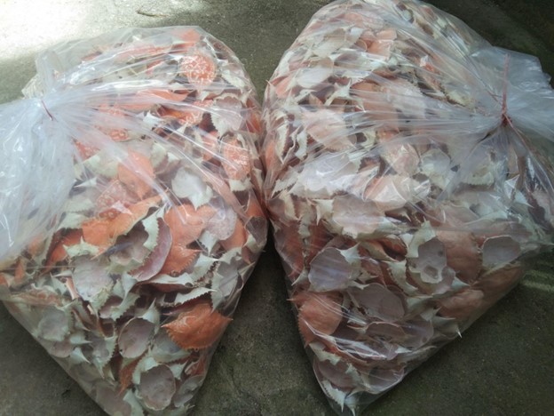 Piles of discarded crab shells from a crabmeat processing plant in Dumangas, Iloilo