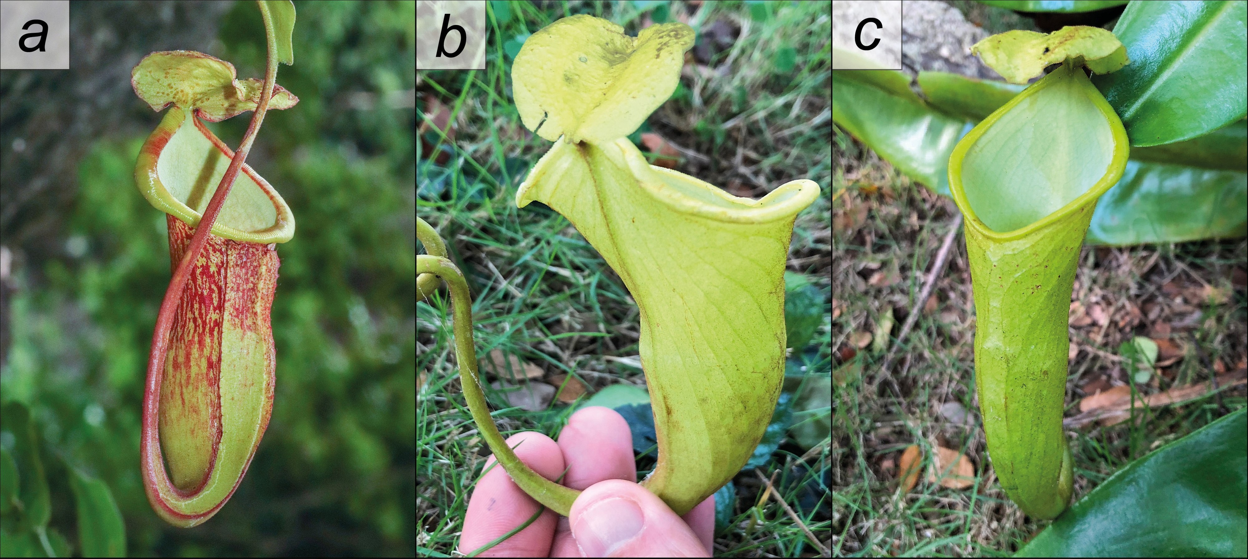 Photos of&nbsp;Nepenthes megastoma, a newly described critically endangered species endemic to Palawan, Philippines, showing its lower pitcher (a) and two distinct variant forms of its upper pitcher (b-c). SOURCE: Altomonte et al., 2025.