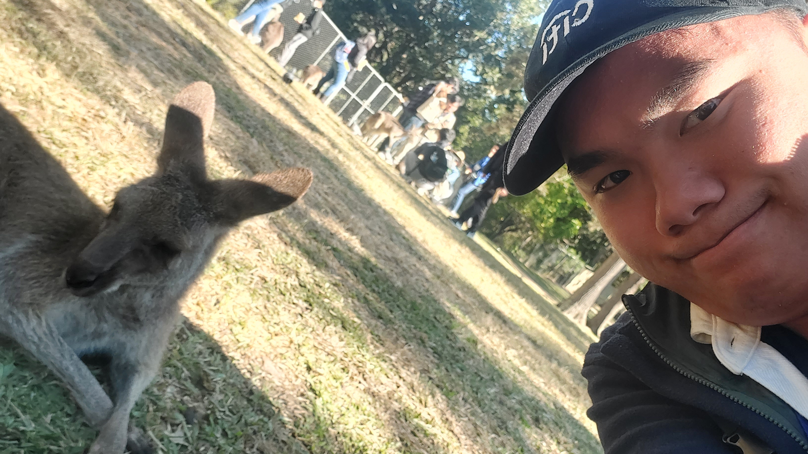 Can't leave Australia without seeing a kangaroo! 