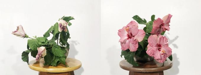 “Gerberas (after Anya Gallacio)” and “Gumamela/Hibiscus (Bloom Where You Are)” are some samples of Fr. Dy’s Real Flowers Wilt/Bloom Series. Photos courtesy of Fr. Jason Dy, SJ