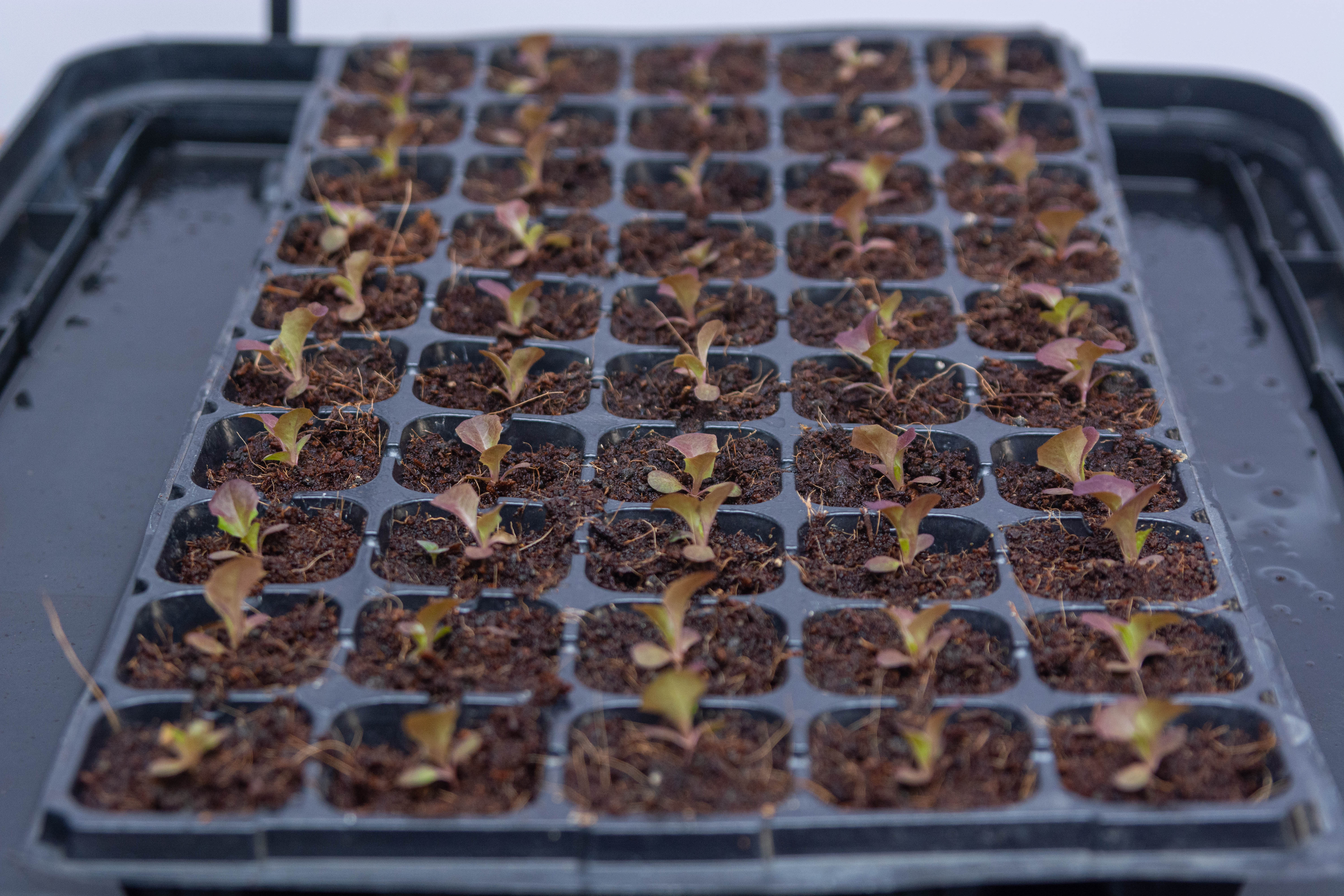 Hydroponics Gardening