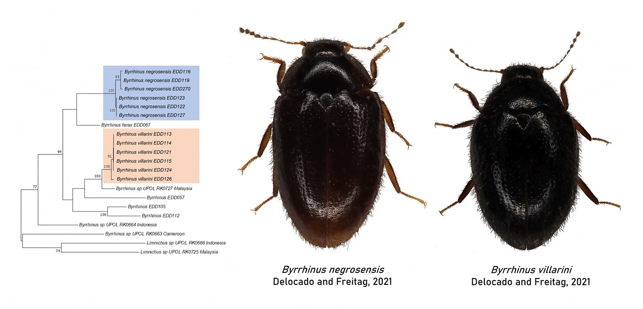 Byrrhinus negrosensis and Byrrhinus villarini