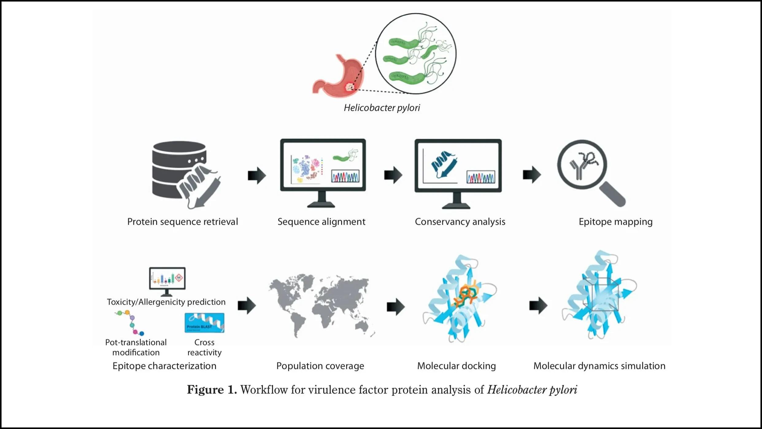 H. pylori immunoinformatics