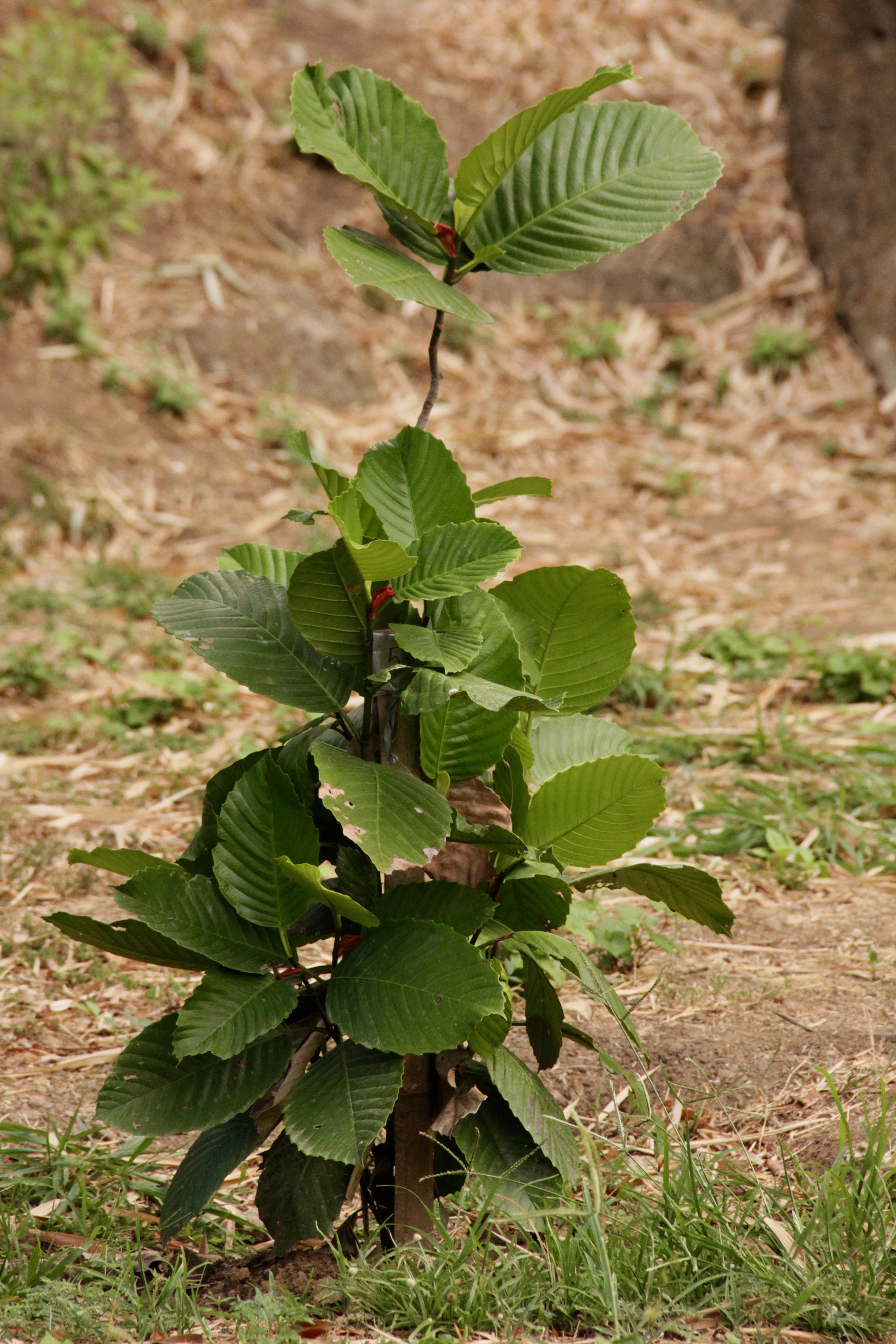 Katmon (Dillenia philippinensis)