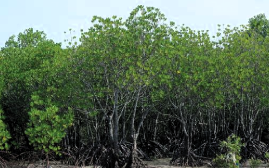 Mangrove