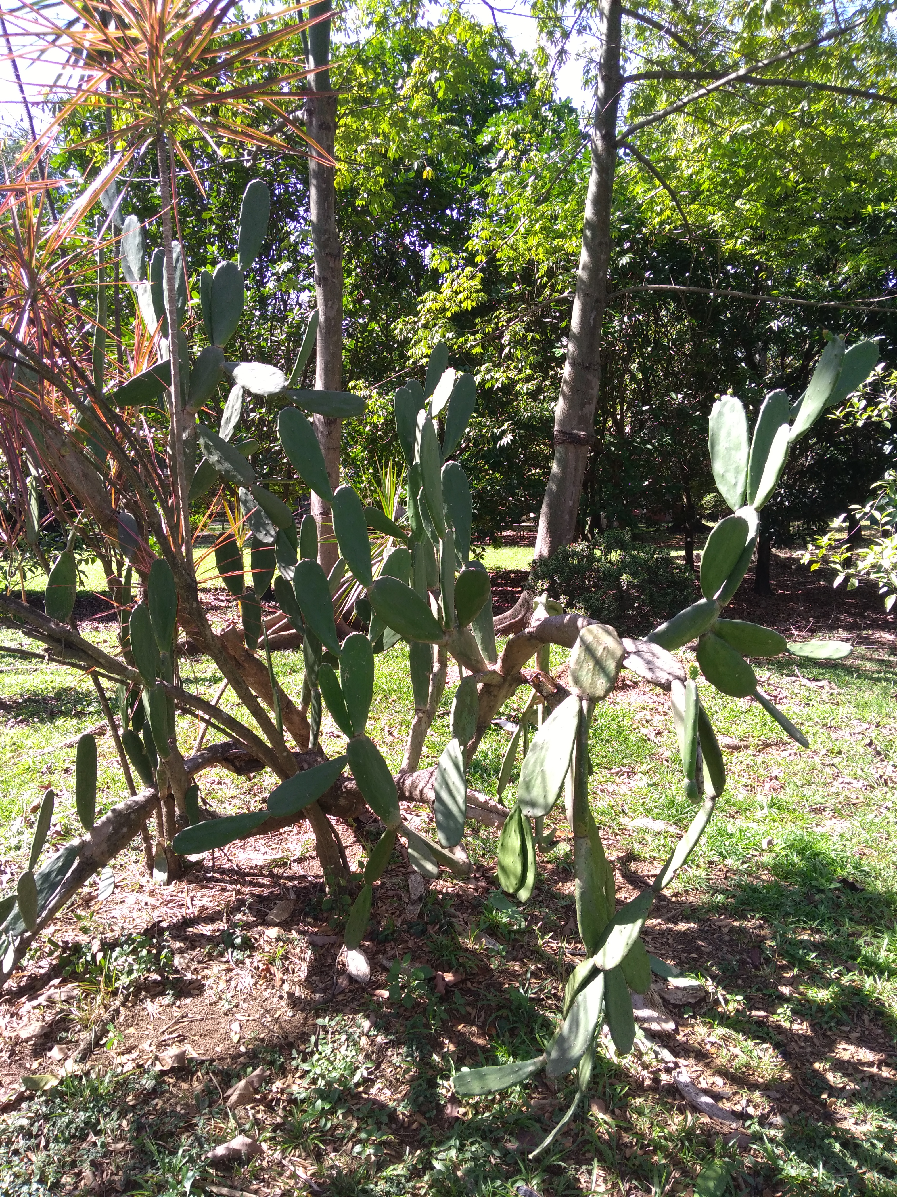 Prickly Pear Cacti in Xavier Hall