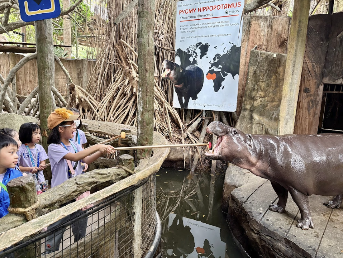 Feeding the hippopotamus 