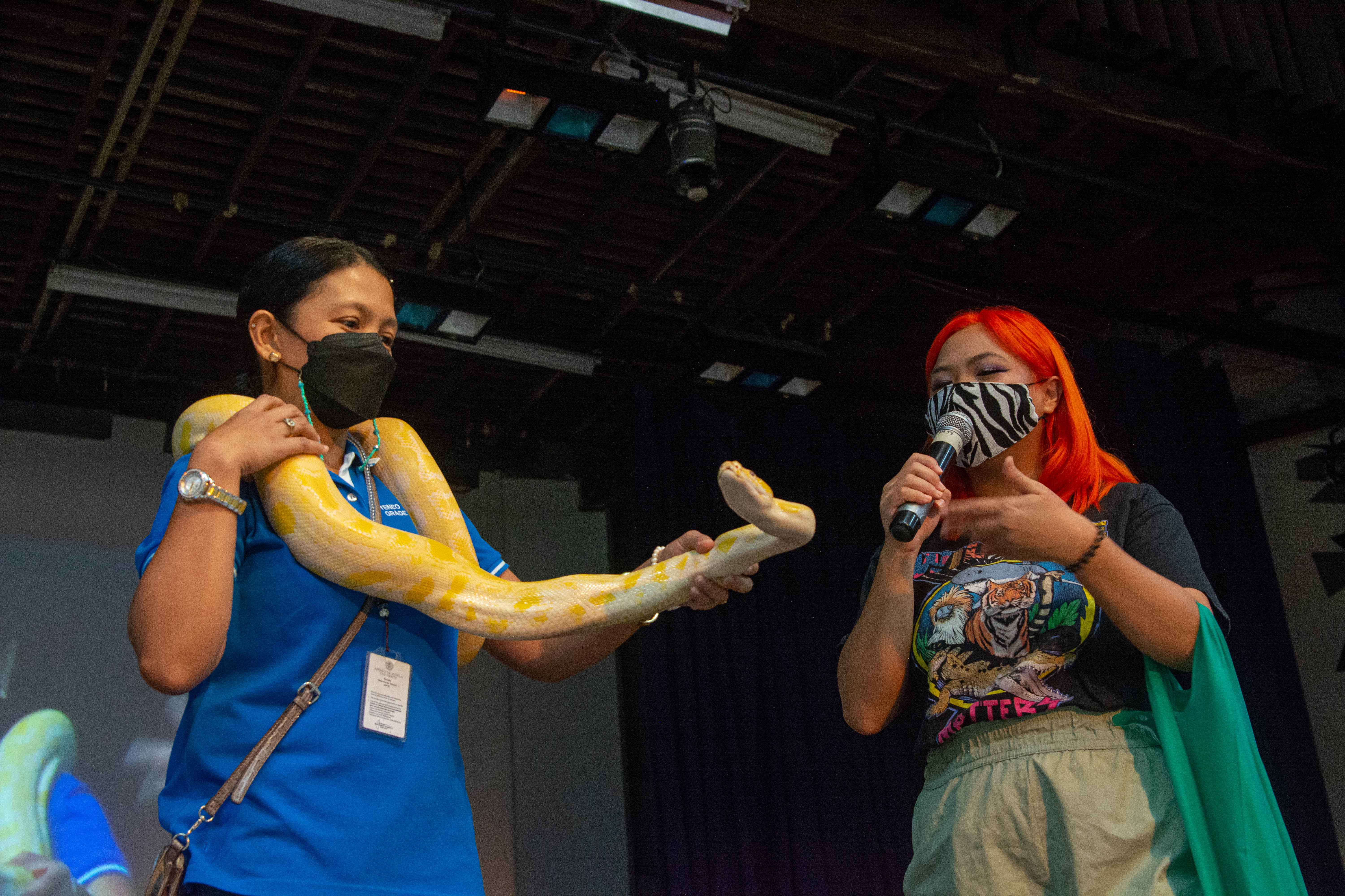 A yellow albino Burmese python 