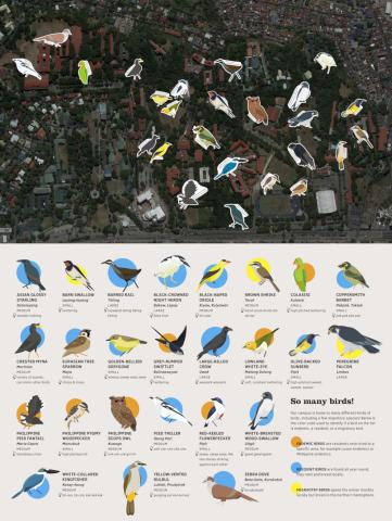 Infographic Bird Map