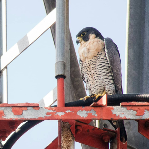a Peregrine Falcon sitting on a tower