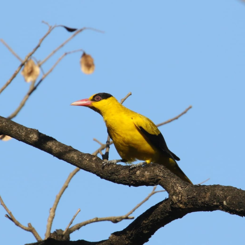 A Black-naped Oriole sitting on a branch
