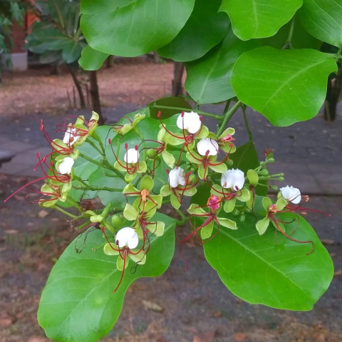 an Ipil Tree in bloom