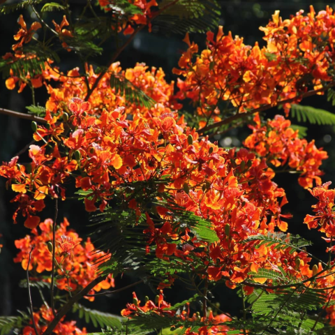 a photo of a Fire Tree in bloom