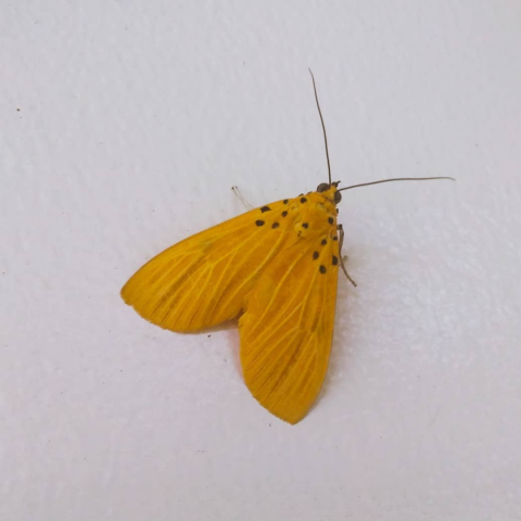 A Snouted Tiger moth on a wall