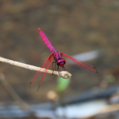 A Crimson Dropwing perched on a twig