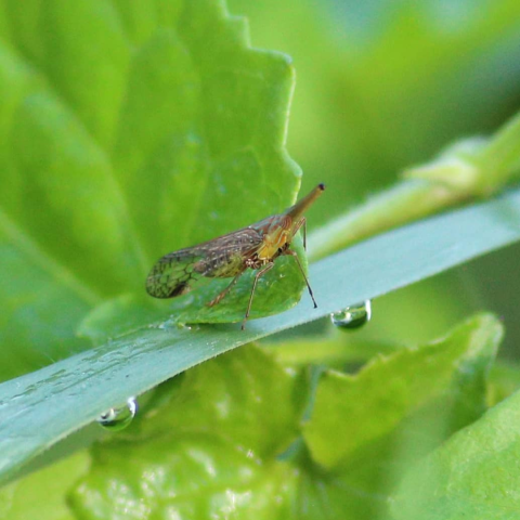 A planthopper on a leaf