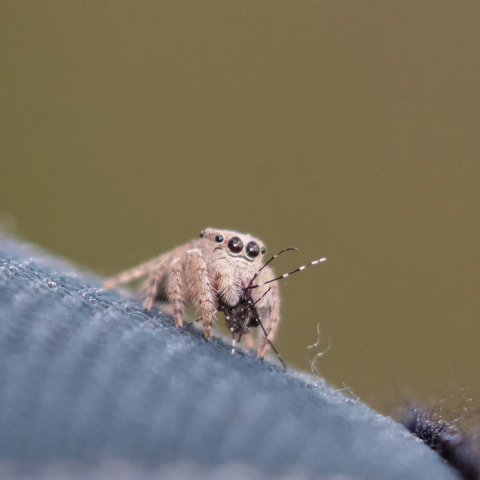 A jumping spider holding a mosquito