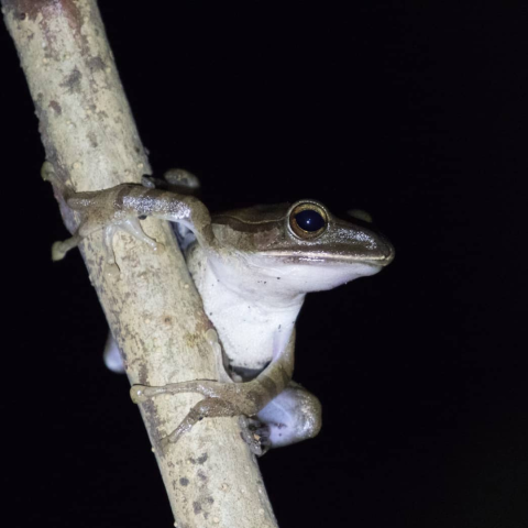 A common tree frog perched on a branch