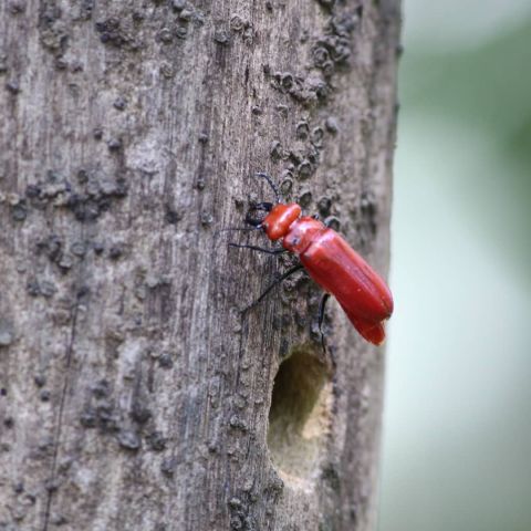 A Red Blister Beetle on a tree