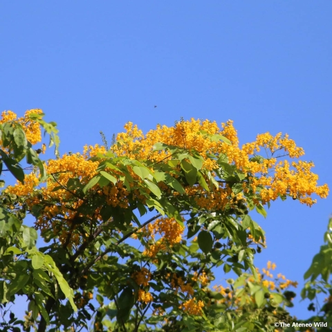 A photo of blooming flowers of Narra