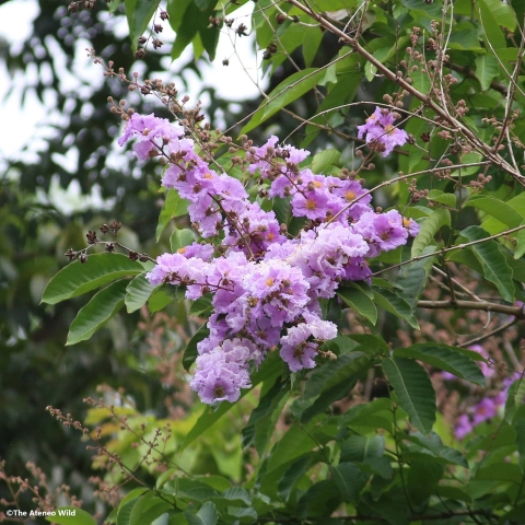 Banaba