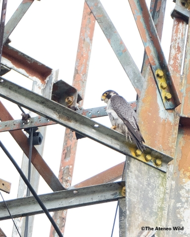 𝘍𝘢𝘭𝘤𝘰 𝘱𝘦𝘳𝘦𝘨𝘳𝘪𝘯𝘶𝘴 𝘤𝘢𝘭𝘪𝘥𝘶𝘴