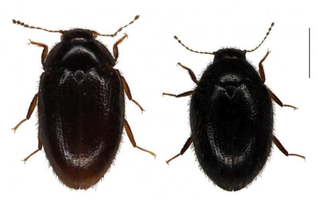 The newly discovered beetles, Byrrhinus negrosensis (left) and Byrrhinus villarini (right)
