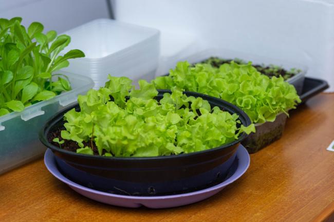 Hydroponics Gardening