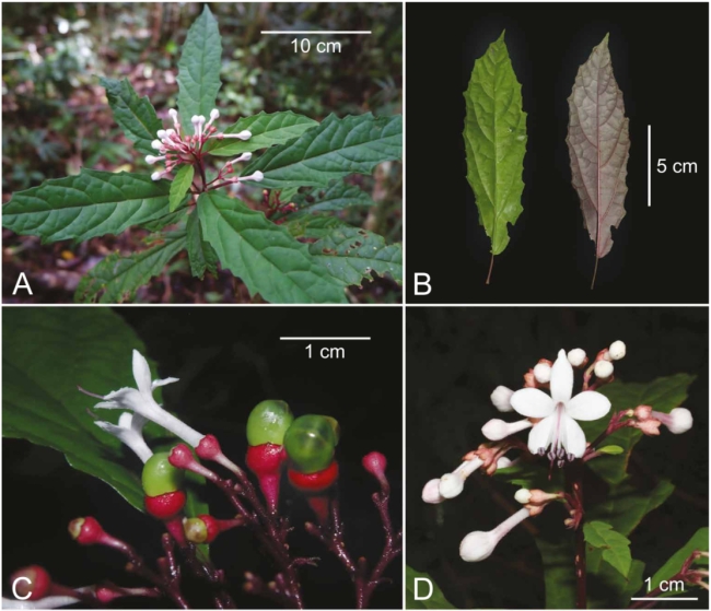 Clerodendrum kelli—a newly described, Critically Endangered species found only in Nueva Ecija, Philippines— shown in photographs highlighting its overall habit (a), distinctive leaves (b), and flowers with immature fruits (c-d). SOURCE: Tobias et al., 2025.