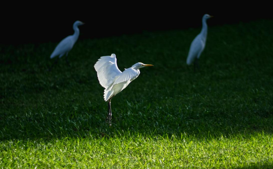 Migratory egret on campus