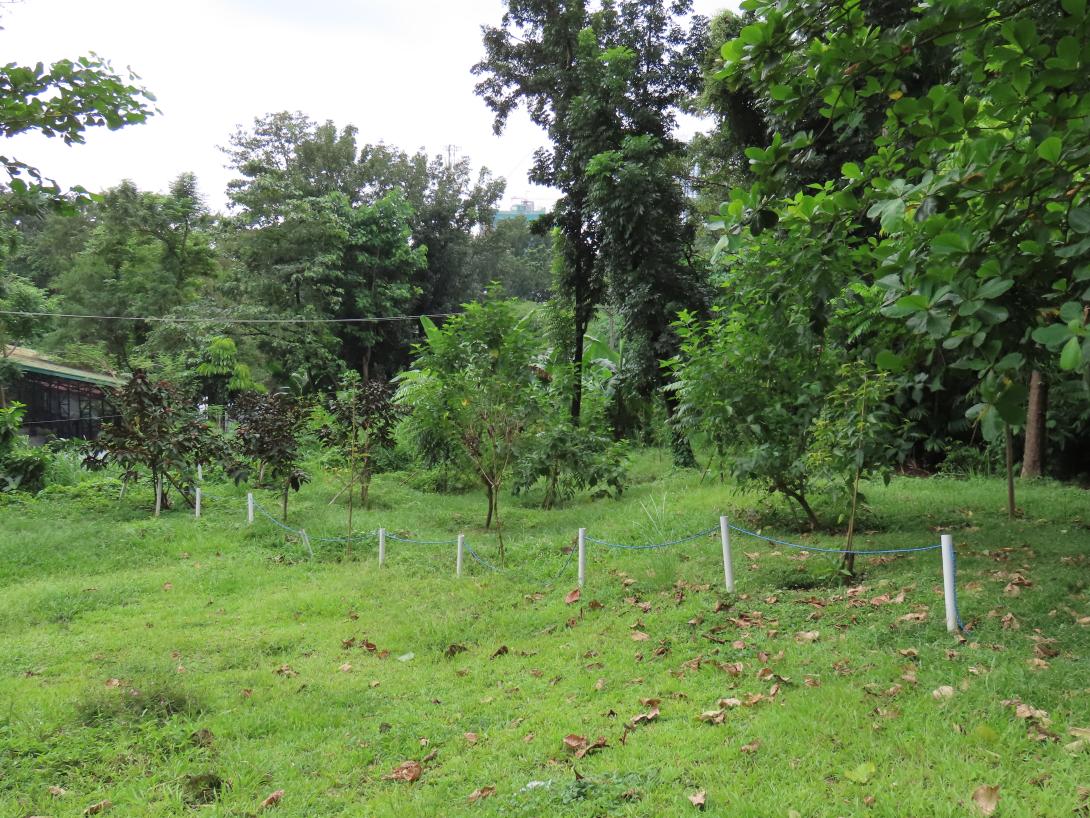 A photo of trees in the arboretum